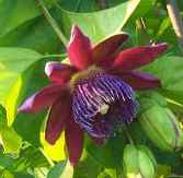 Ruby Glow Passion Flower, Passionflower  , Passiflora phoenicia 'Ruby Glow', P. x 'Ruby Glow', P. alata 'Ruby Glow', P. alata var phoenicia